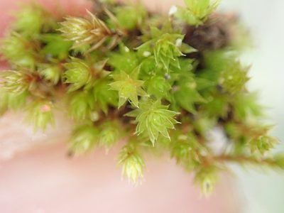 Brachymenium radiculosum, photographed by Paul Cook