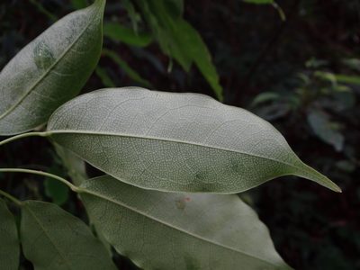 Stauntonia obovatifoliola, photographed by 呂一起(Lyu yi-chi)