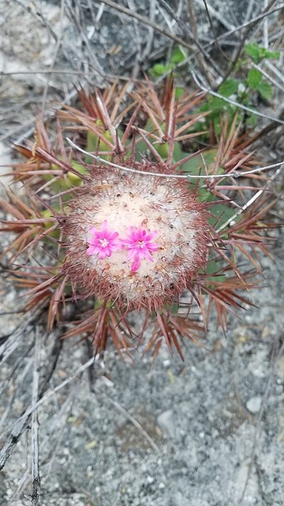 Melocactus lemairei, photographed by Yolanda M. Leon