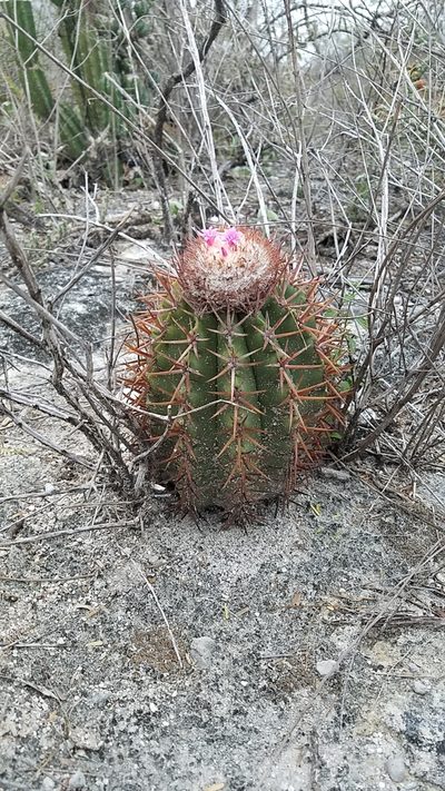 Melocactus lemairei, photographed by Yolanda M. Leon