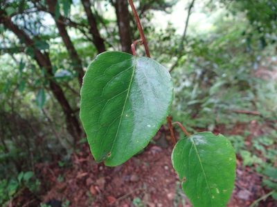 Schisandra arisanensis, photographed by 呂一起(Lyu yi-chi)