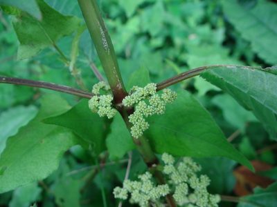 Pilea angulata, photographed by 呂一起(Lyu yi-chi)