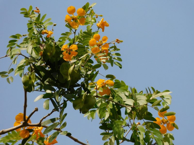 Plectrocarpa arborea, photographed by Álvaro Rivas Godin