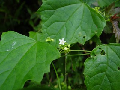 Zehneria guamensis, photographed by 呂一起(Lyu yi-chi)