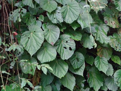 Begonia chitoensis, photographed by 呂一起(Lyu yi-chi)