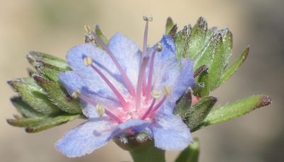 Lobostemon echioides, photographed by Nicola van Berkel