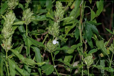 Poikilacanthus glandulosus, photographed by RAP