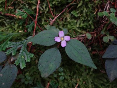 Sarcopyramis napalensis, photographed by 呂一起(Lyu yi-chi)
