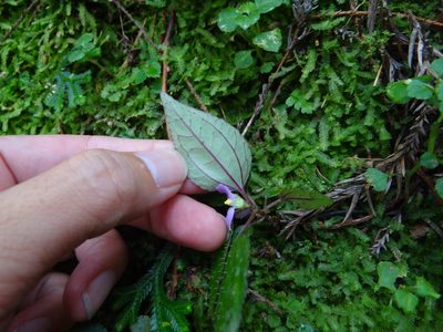 Sarcopyramis napalensis, photographed by 呂一起(Lyu yi-chi)