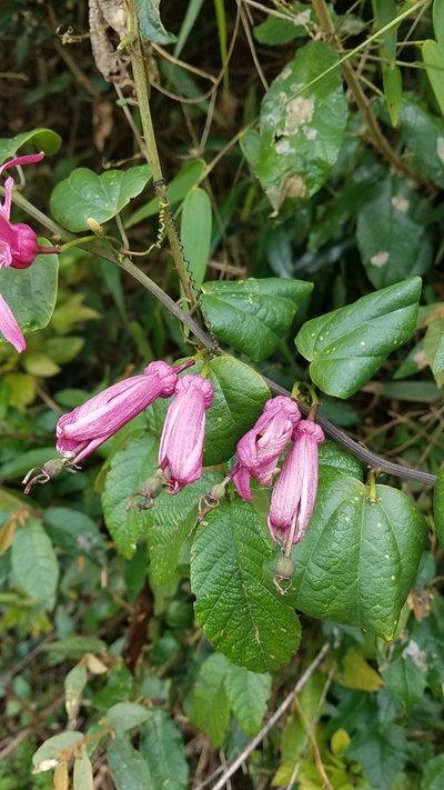 Passiflora orbiculata, photographed by Yolanda M. Leon