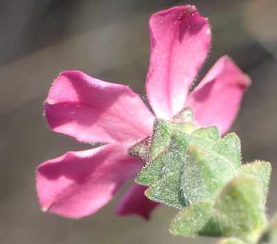 Acmadenia tetragona, photographed by Nicola van Berkel