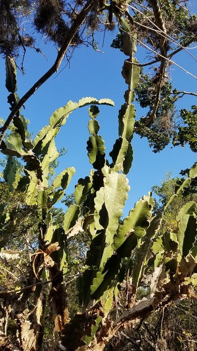 Leptocereus undulosus, photographed by Yolanda M. Leon