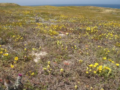 Castilleja mollis, photographed by naturalist charlie