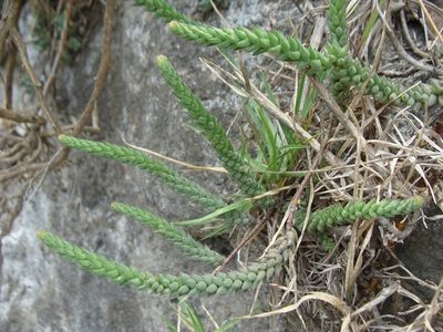 Sedum jurgensenii, photographed by Alexis López Hernández