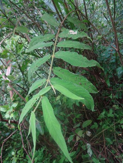 Callicarpa pilosissima, photographed by 呂一起(Lyu yi-chi)