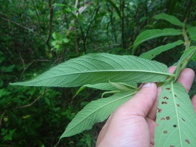 Callicarpa pilosissima, photographed by 呂一起(Lyu yi-chi)