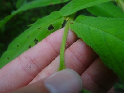 Callicarpa pilosissima, photographed by 呂一起(Lyu yi-chi)
