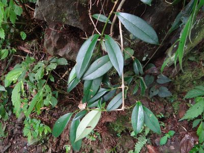Aeschynanthus acuminatus, photographed by 呂一起(Lyu yi-chi)