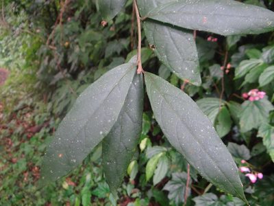 Decaneuropsis gratiosa, photographed by 呂一起(Lyu yi-chi)