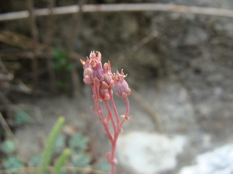 Echeveria amoena, photographed by Alexis López Hernández