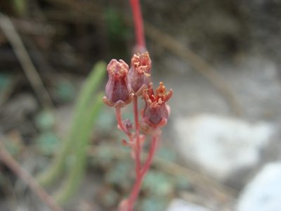 Echeveria amoena, photographed by Alexis López Hernández