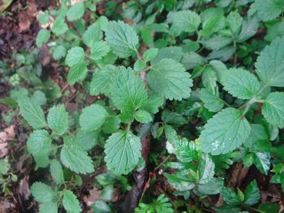 Teucrium viscidum, photographed by 呂一起(Lyu yi-chi)