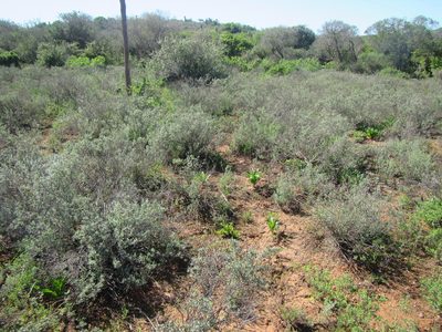 Delosperma echinatum, photographed by douglaseustonbrown