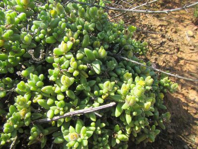 Delosperma echinatum, photographed by douglaseustonbrown