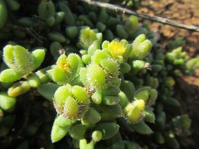 Delosperma echinatum, photographed by douglaseustonbrown