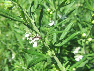 Teucrium africanum, photographed by douglaseustonbrown