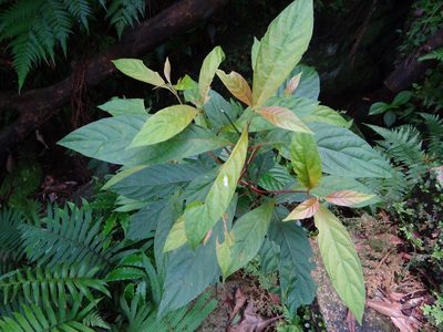 Wendlandia formosana, photographed by 呂一起(Lyu yi-chi)