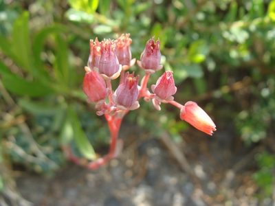 Echeveria amoena, photographed by Alexis López Hernández