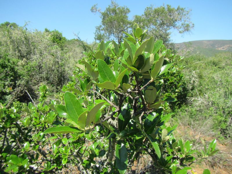 Brachylaena ilicifolia, photographed by douglaseustonbrown