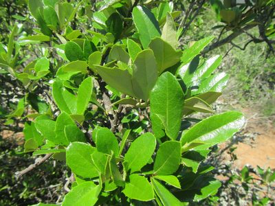 Brachylaena ilicifolia, photographed by douglaseustonbrown