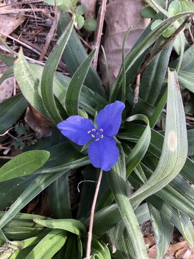 Tradescantia subacaulis, photographed by AMeandoza