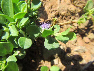 Polygala asbestina, photographed by douglaseustonbrown