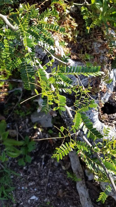 Arcoa gonavensis, photographed by Yolanda M. Leon