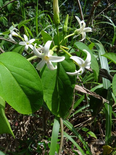 Jasminanthes mucronata, photographed by 呂一起(Lyu yi-chi)