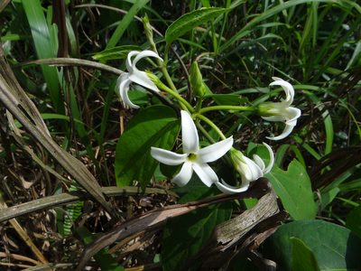 Jasminanthes mucronata, photographed by 呂一起(Lyu yi-chi)