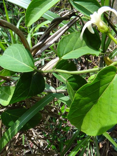 Jasminanthes mucronata, photographed by 呂一起(Lyu yi-chi)