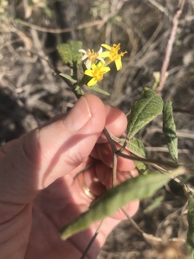Trixis hyposericea, photographed by Julia Bunn