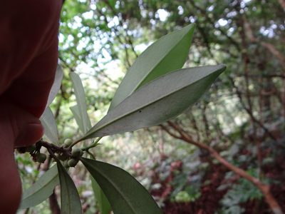 Myrsine seguinii, photographed by 呂一起(Lyu yi-chi)