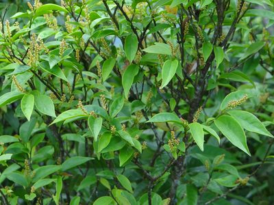 Antidesma japonicum, photographed by 呂一起(Lyu yi-chi)