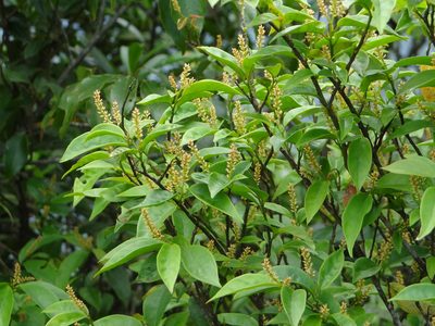 Antidesma japonicum, photographed by 呂一起(Lyu yi-chi)