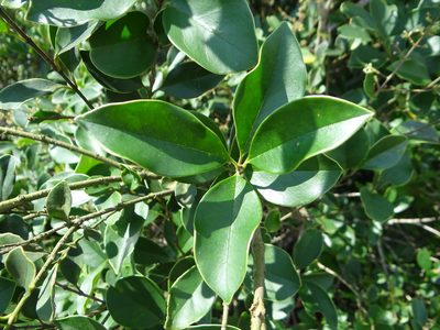 Ligustrum liukiuense, photographed by 呂一起(Lyu yi-chi)
