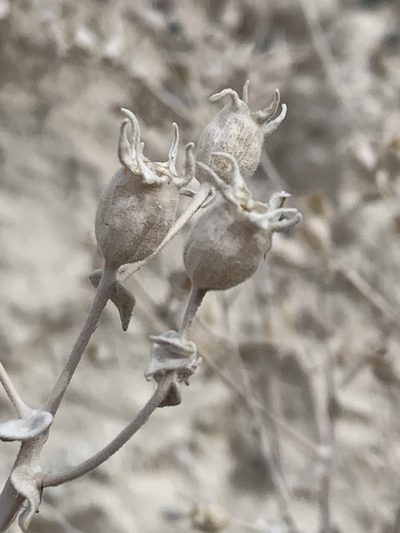 Mentzelia leucophylla, photographed by william_hoyer