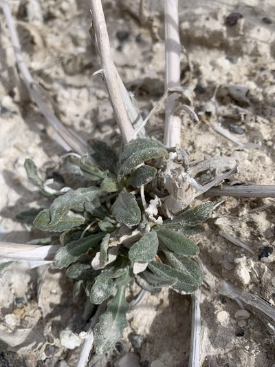 Mentzelia leucophylla, photographed by william_hoyer