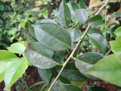 Vaccinium wrightii, photographed by 呂一起(Lyu yi-chi)