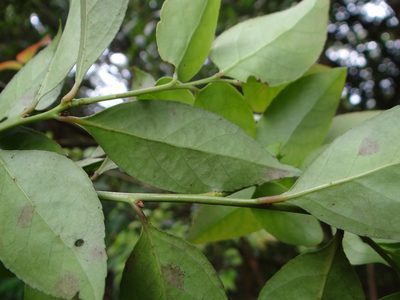 Vaccinium wrightii, photographed by 呂一起(Lyu yi-chi)