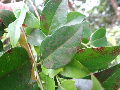 Vaccinium wrightii, photographed by 呂一起(Lyu yi-chi)